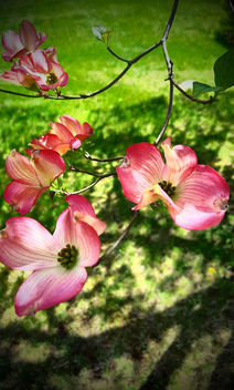 Pink Spring - image #435631 gratis