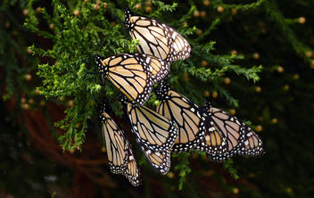 Monarch butterflies. - Free image #437741