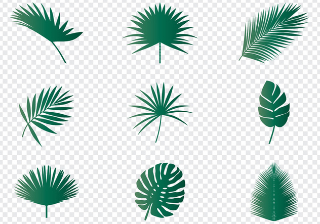 Palm Leaves - Free vector #438411