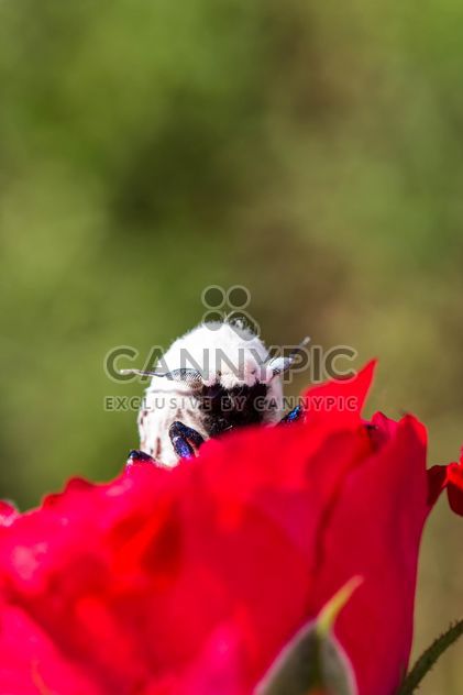 moth on red rose - image gratuit #438991 