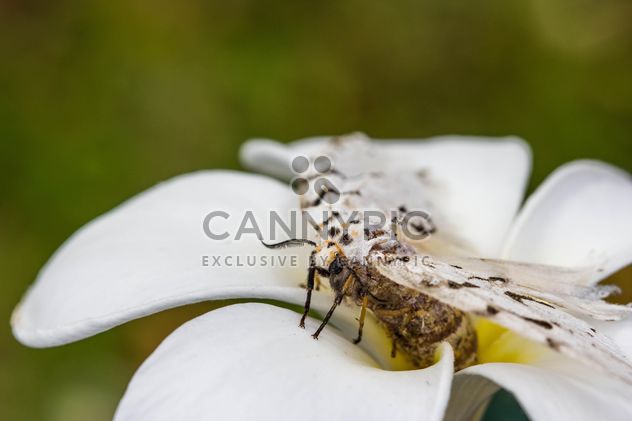 a dying moth on plumeria - image gratuit #439001 