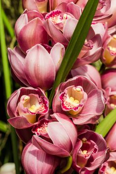 pink orchids - image #439021 gratis