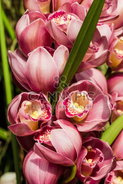 pink orchids - image #439021 gratis