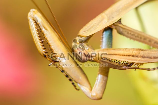 praying mantis - бесплатный image #439051