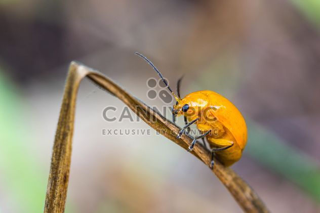 Orange beetle on grass - image #439071 gratis