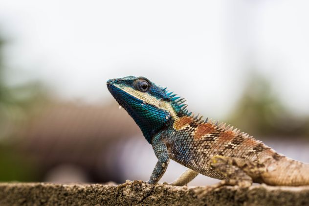 Blue-crested lizard - image gratuit #439151 