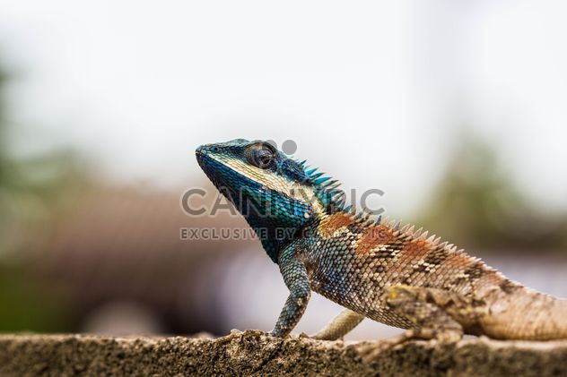 Blue-crested lizard - image #439151 gratis