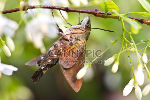 Moth on tree branch - image #439161 gratis