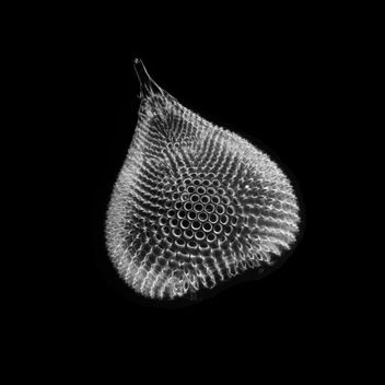Theocotylissa ficus Ehrenberg - Radiolarian - бесплатный image #440991