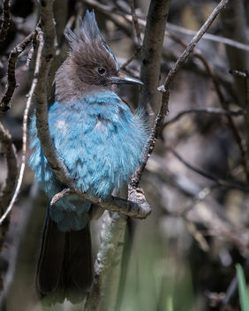 Steller's Jay (Pacific Coast Form) - Free image #442161