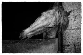 Grey Horse - image #442181 gratis