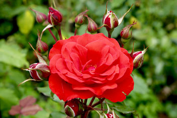 Bloomin Red - Kostenloses image #442201