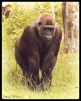 Lowland Gorilla - image #445141 gratis