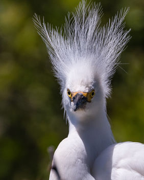 Snowy Egret, bad hair day - image #446411 gratis