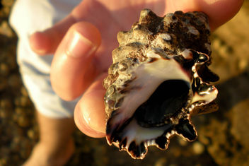 Close-up of a sea shell found on the Red sea shore in Hurgada, Egypt - image #446871 gratis