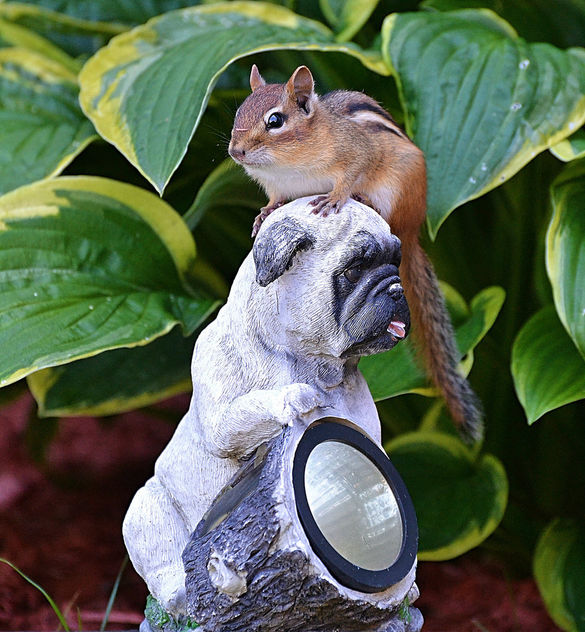 This Chipmunk Knows If You're Going To Move Into Tina's Garden, You've Got To Love Pugs! - Free image #447451