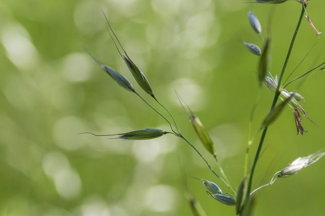 The ear of grass - бесплатный image #447511