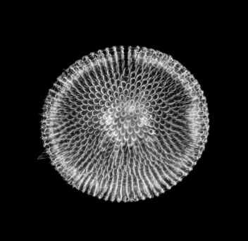 Phacodiscus clypeus Haeckel - Radiolarian - бесплатный image #447701