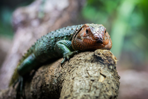 Caiman Lizard, Singapore Zoo - Free image #448091