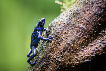Dyeing Poison Frog, Singapore Zoo - image #448211 gratis