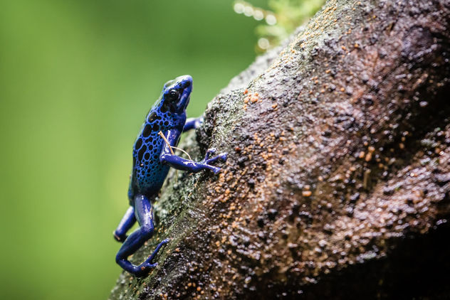 Dyeing Poison Frog, Singapore Zoo - бесплатный image #448211