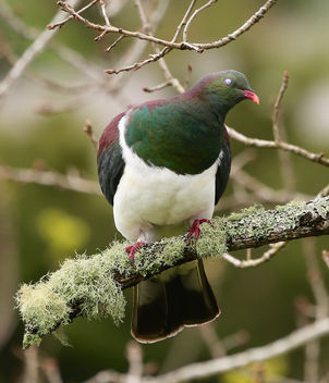 Kereru Native Wood Pigeon New Zealand - бесплатный image #448361