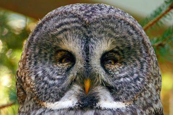 Great Grey Owl (Strix nebulosa) - image #448831 gratis