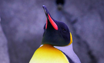 King Penguin Calgary Zoo. - Free image #448921