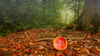 impressions of autumn - image gratuit #449451 