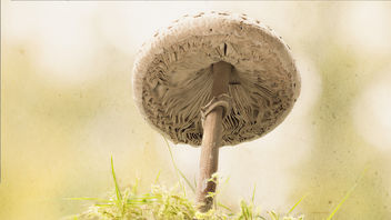Highkey mushroom - Kostenloses image #449501