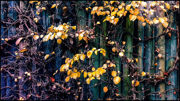 creeper plants on a wooden fence - бесплатный image #450281