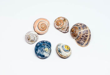 Group Of Colorful Sea Shells.jpg - Free image #450411