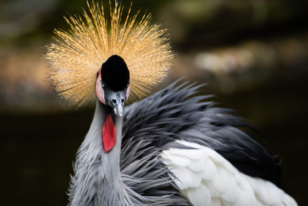 Grey crowned crane, Jurong Bird Park - image #450871 gratis