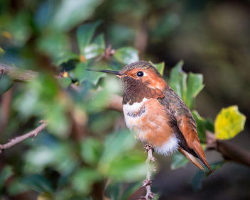Allen's Hummingbird (m) - Free image #451371