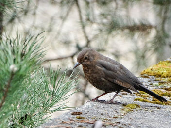 Blackbird // Turdus Merula (f) - image gratuit #452081 