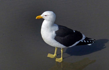 Larus dominicanus,(black-backed gull,) - бесплатный image #452111