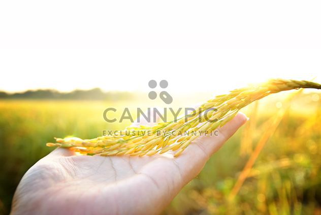 #rice on the palm, goyellow, #sunrise - Free image #452471