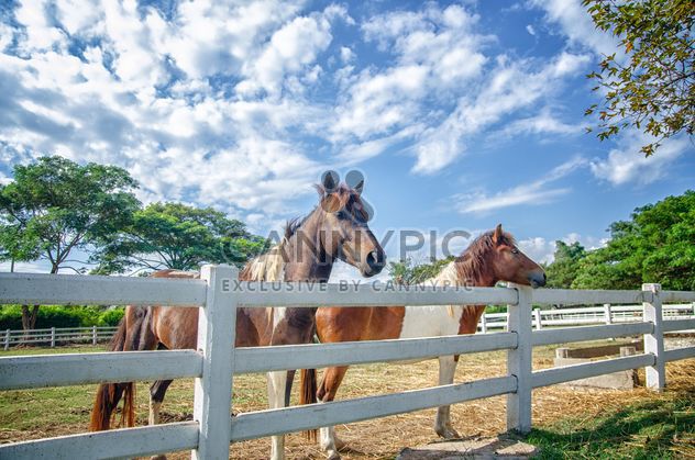 Pair of horses on farm - image gratuit #452531 