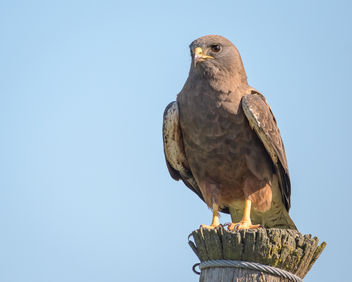 Swainson's Hawk (Dark Morph) - image #453221 gratis