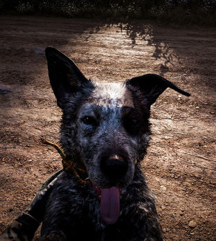 Far Cry 5 / Boomer - Free image #453331