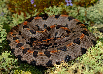 Western Pygmy Rattlesnake (Sistrurus miliarius streckeri) - image #454081 gratis