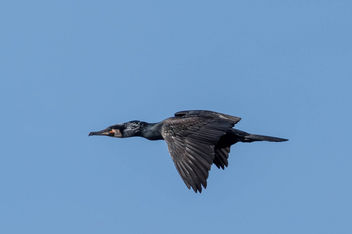 Great cormorant - image #454881 gratis