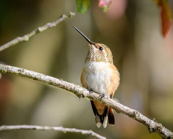 Allen's/Rufous Hummingbird (f) - Free image #455871