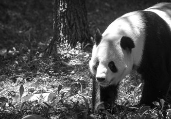 Panda II - Kostenloses image #456431
