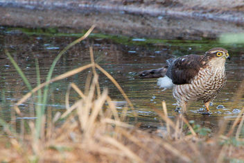 Sparrowhawk - RSPB Sandy - image gratuit #456761 