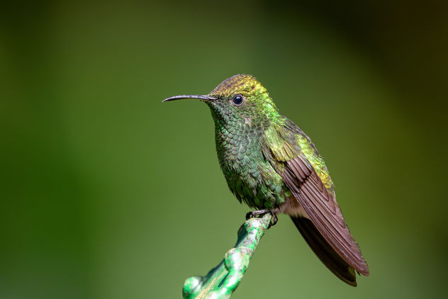 Coppery-headed Emerald Hummingbird - Free image #458001