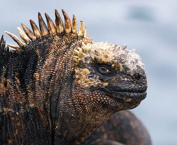 Galapagos Iguana #2 - Kostenloses image #458191