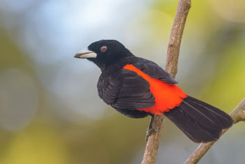 Scarlet-rumped Tanager (m) - Free image #458201