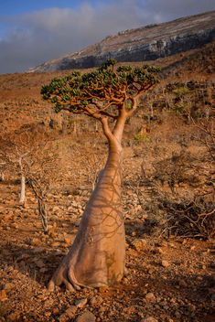 Socotra Bottle Tree - image #458561 gratis
