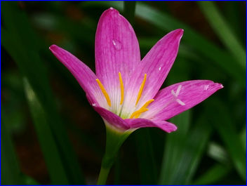 02Feb2019 - rain lily - image gratuit #458911 